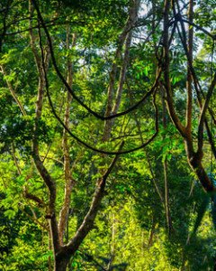 Bucket List Jungle Vines