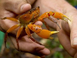 Brazil Rainforest Crab