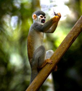 Rainforest squirrel monkey