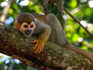 Squirrel monkey