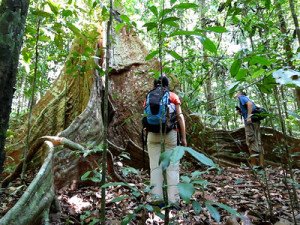 Big Trees in the Amazon