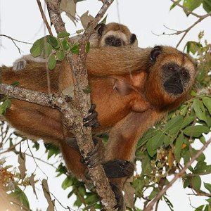 Brazil Rainforest Howler Monkeys