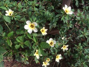 Yellow Ground Flower
