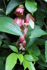 Pink Rainforest Ground Flower