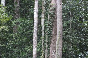 Rainforest Tree Vines