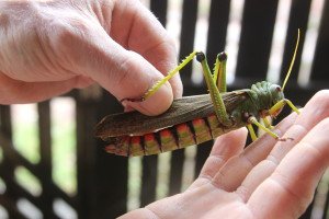 Giant Amazon Grasshopper
