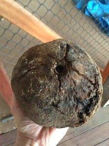 This is What a Brazil Nut Husk Looks Like