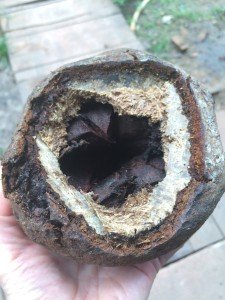 Fresh Brazil Nuts in Husk