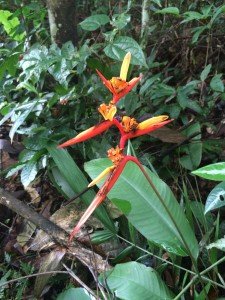 Orange Rainforest Flower