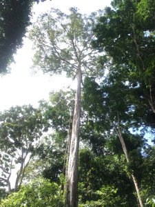 Rainforest Vine Climbing