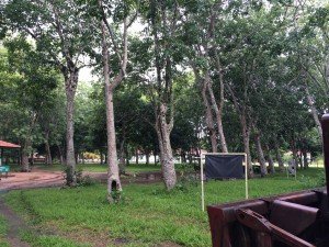 Aging Rubber Tree Plantation