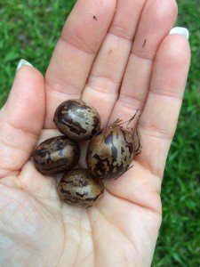 Rubber Tree Seeds