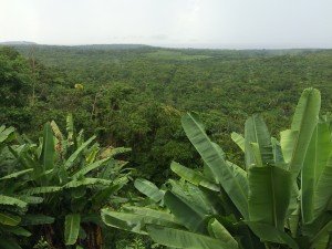 Rainforest Tapajos River Overlook