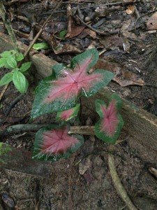 Rainforest Caladium