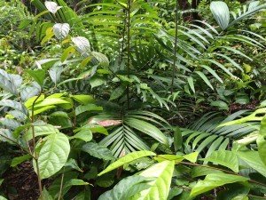 rain forest foliage