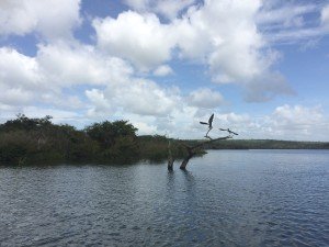 Santarem Area Shore Wildlife