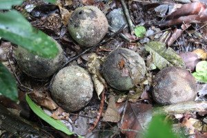 Brazil Nuts on Rainforest Floor