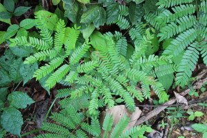 Rainforest Ground Foliage