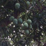 Ripe Hanging Mangoes Santarem