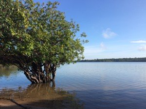 Tapajos River Lagoon