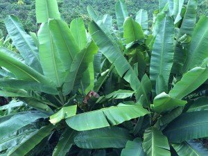 Rainforest Banana Trees