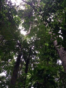 Canopy Above Rainforest Lots for Sale