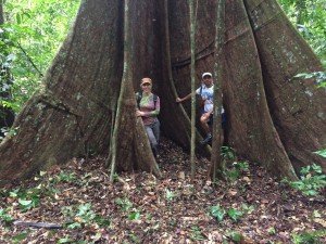 Roots of Giant Tauari Tree