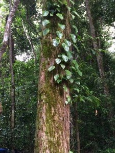Rainforest Philodendron Vine