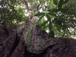 Rainforest Tauri Tree