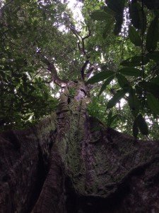 Giant Tauari Canopy View